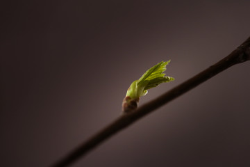 Spring, buds bloom on the branches, close-up