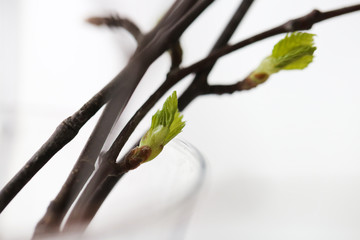 Spring, buds bloom on the branches, close-up