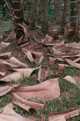Obraz premium bamboo stem leaves on green grass