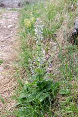 The flowering plant (Salvia sclarea).