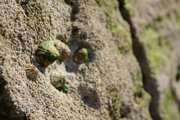 Shells on the rock