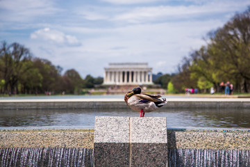 Washington DC, bloom Sakura