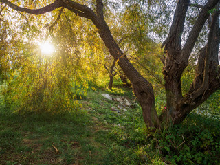 Beautiful sunset in the park on the shore of the pond.