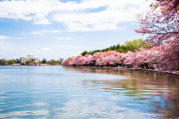 Washington DC, bloom Sakura