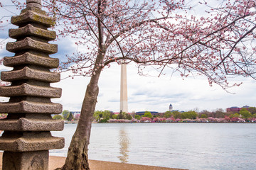 Washington DC, bloom Sakura