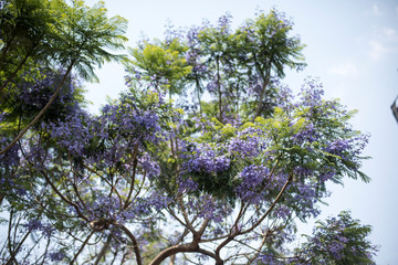 Jacarandas México