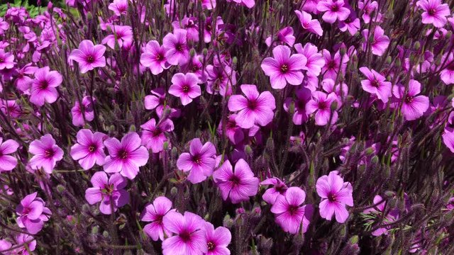 4K HD video of purple Phlox flowers blowing in the wind, bees buzzing around. Typical spring.