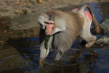 Mantelpavian / Hamadryas Baboon / Papio hamadryas.