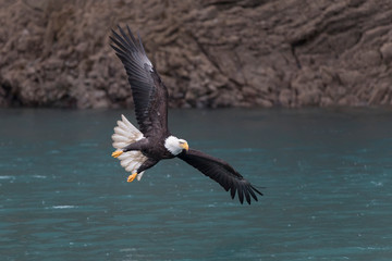 American Bald Eagle on a Rainy Alaskan Day in Homer, Alaska