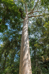 Fototapeta premium Cairns, Australia - February 18, 2019: Tall tree in Kuranda green Rain Forest among other trees. Blue sky barely visible through foliage.