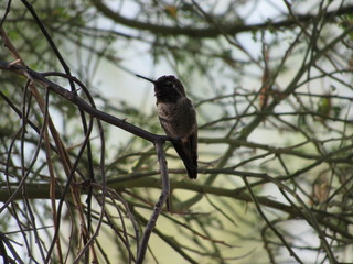 Male Anna's Hummingbird sitting in the shade on a tree branch in Scottsdale, Arizona 