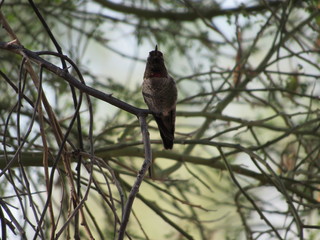 Male Anna's Hummingbird sitting in the shade on a tree branch in Scottsdale, Arizona 