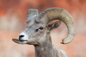 Headshot of a Ram with Chipped Horn