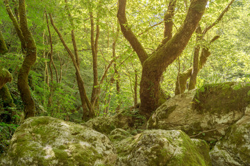 Fototapeta na wymiar The summer forest in the morning.