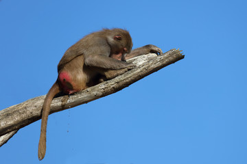 Mantelpavian / Hamadryas Baboon / Papio hamadryas.