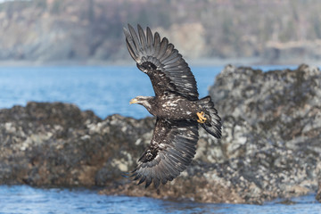 Adult North America Bald Eagle in Kachemak Bay, Alaska	