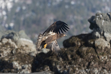 Adult North America Bald Eagle in Kachemak Bay, Alaska	