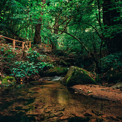 the beautiful green nature and river