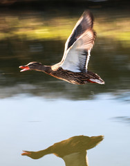 Nature