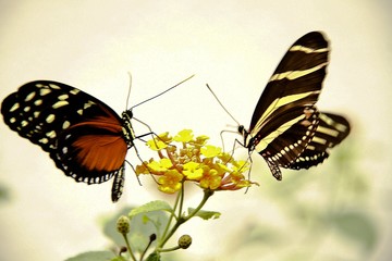 Mariposario Del Zoológico De Chapultepec México