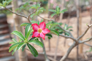  Azalea flower is full bloom.