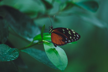 Fototapeta na wymiar Beautiful butterfly sits on the green leaves of a tree branch. Close-up