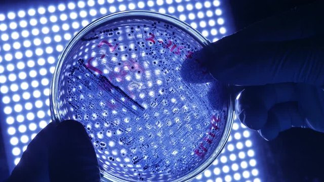 Researching vaccine to novel coronavirus 2019-nCoV. Scientist microbiologist in protective gloves holding petri dish with dangerous bacteria over blue scientific light.