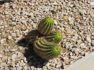 A small cluster of cactus growing in rocks by a sidewalk in Scottsdale, Arizona on a sunny day 