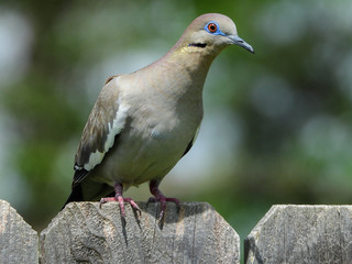 White-winged Dove