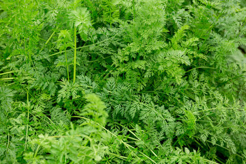 green carrots plants in growth at garden