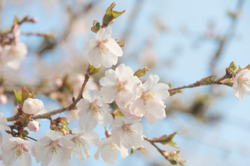 箱根山桜２
