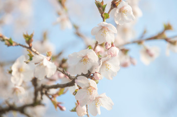 箱根山桜