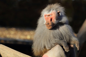 Mantelpavian / Hamadryas Baboon / Papio hamadryas.