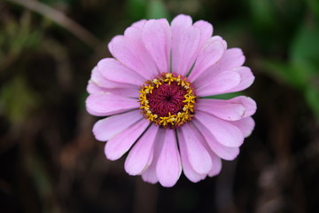 Pink Flower 