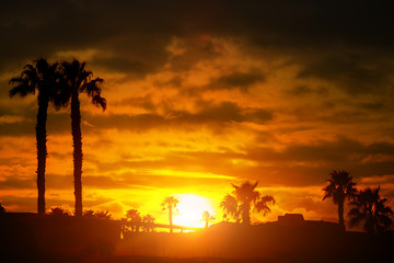 Palm trees silhouette sunset or sunrise