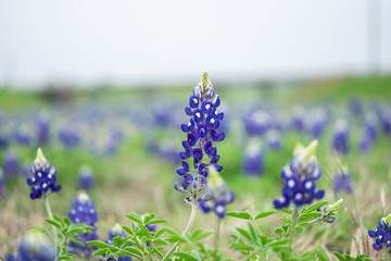 Fototapeta premium bluebonnet