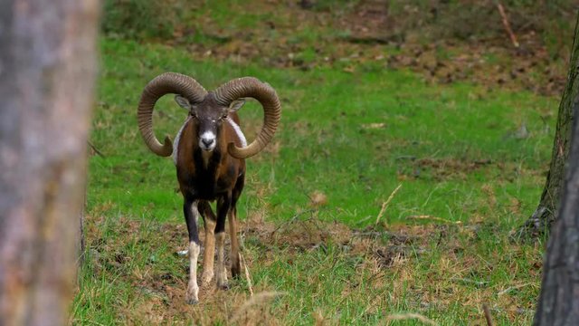 Mouflon (Ovis orientalis musimon) sensing danger