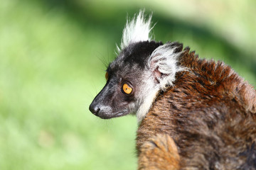 Naklejka na ściany i meble Mohrenmaki / Black lemur / Eulemur macaco