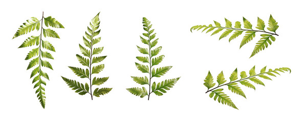 Set of ferns various views isolated on white background