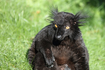 Mohrenmaki / Black lemur / Eulemur macaco
