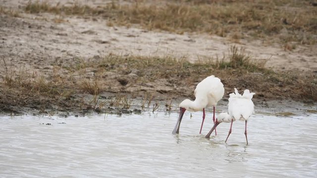 a 180p slow motion clip of two african spoonbill fighting at ngorongoro crater in tanzania