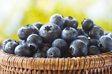 Organic blueberries with water droplets in a small wicker basket outdoors with green bushes in the background.