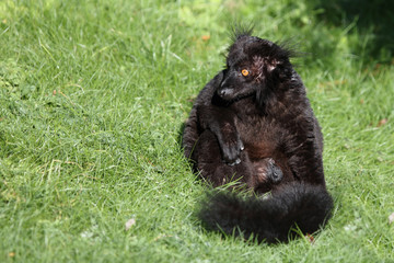 Mohrenmaki / Black lemur / Eulemur macaco