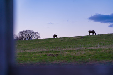horses