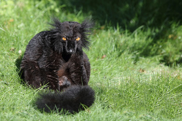 Mohrenmaki / Black lemur / Eulemur macaco