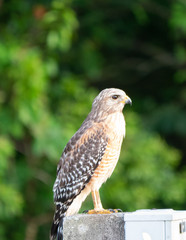 An Eagle is looking for food