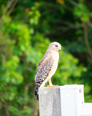 An Eagle is looking for food