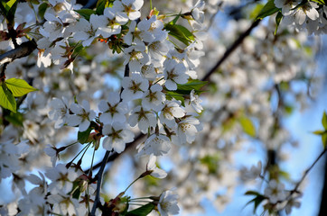 In the park, in the garden in spring sunny day.