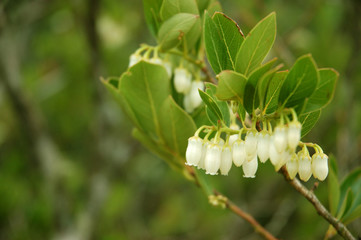 The amount of flowers that grow on the trees in the garden
