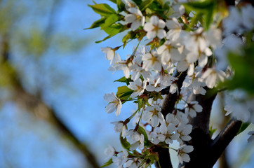 In the park, in the garden in spring sunny day.